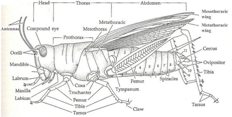 Cricket Insect - CricketInsect.com