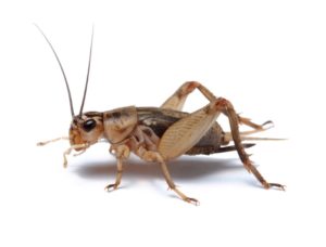 insect crickets insects