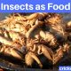 Entomophagy Insects as Food