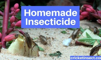 Homemade Insecticide to Get Rid of Crickets