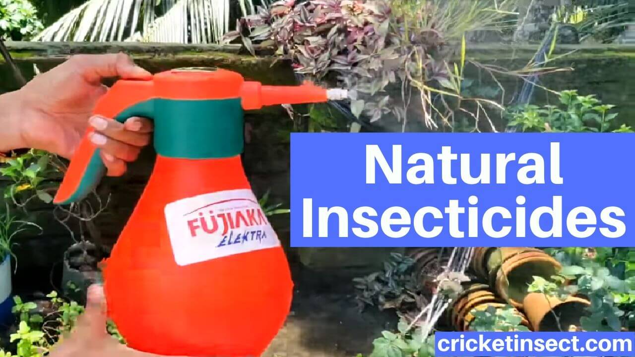 Natural Insecticides to Get Rid of Insects