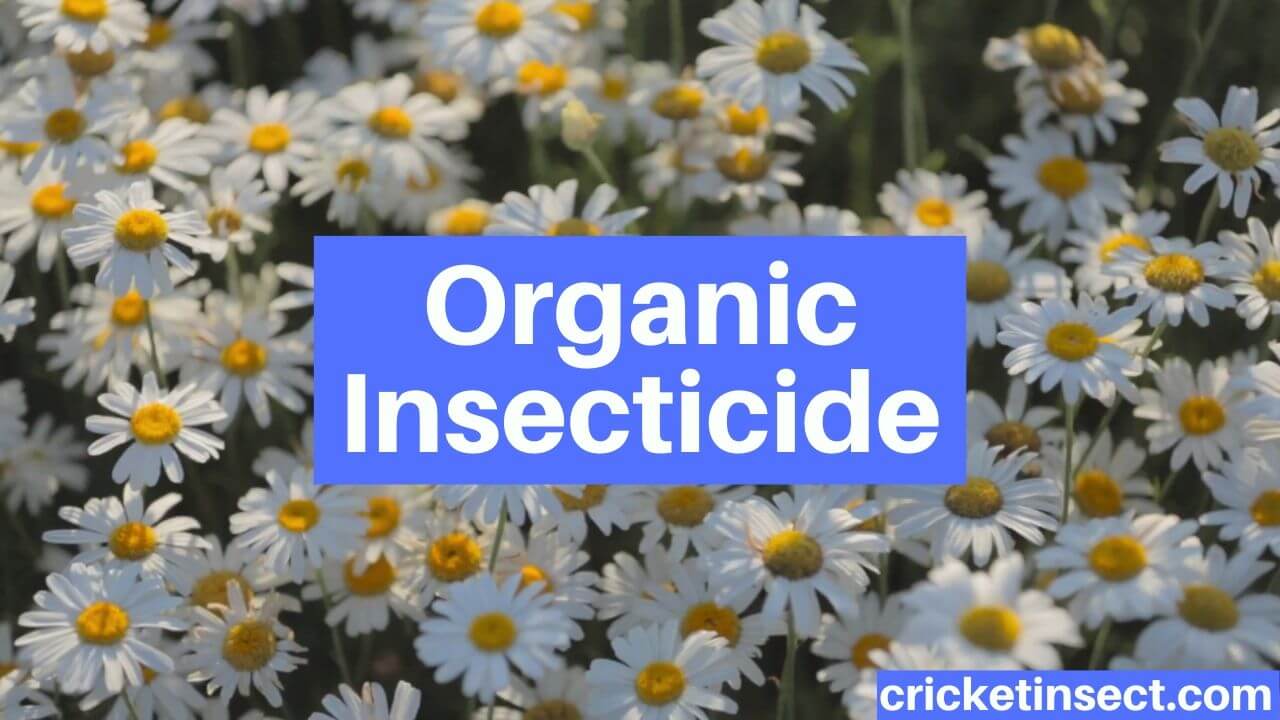 Organic Insecticide Organic Gardening