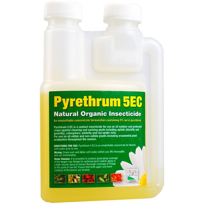 Organic Insecticide-Pyrethrum