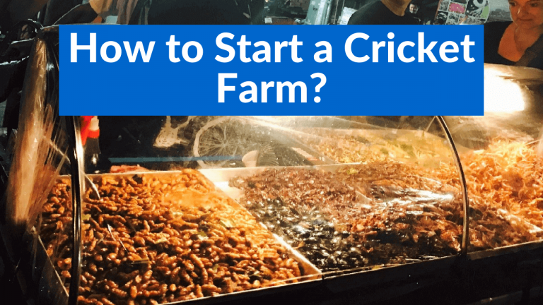 cricket farm business plan