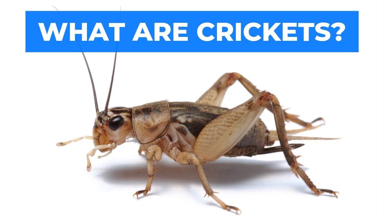 What Are Crickets