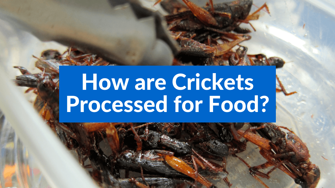 How are Crickets Processed for Food