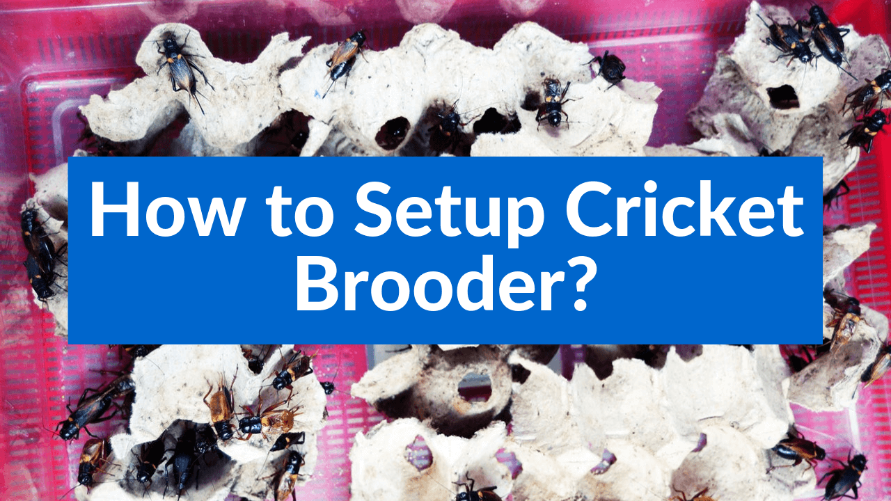 How to Setup Cricket Brooder